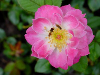 bees. on miniature rose