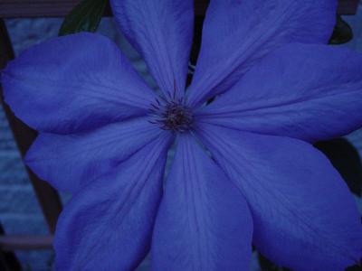clematis. at dusk