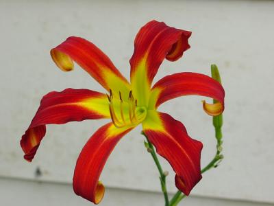 daylily. in my garden