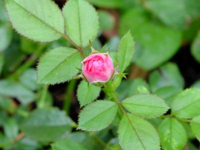 miniature rose. macro of bud
