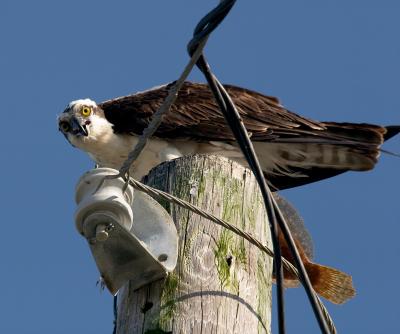 eyes. of the osprey