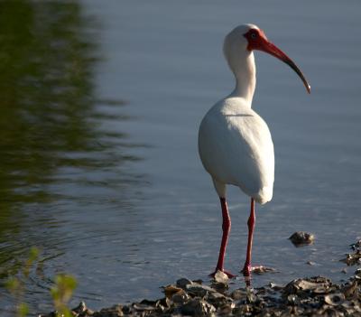 ibis. walking away