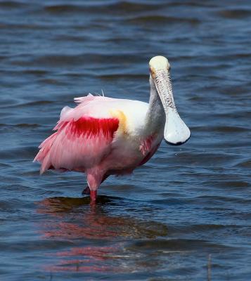 roseate spoonbill. the classic pose