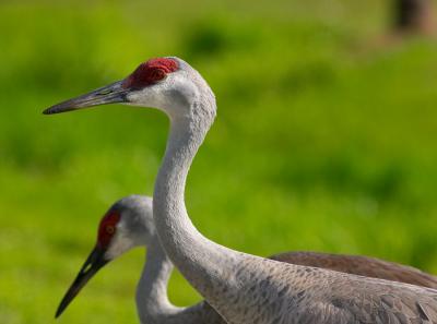 sandhill cranes. portrait