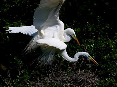 mating