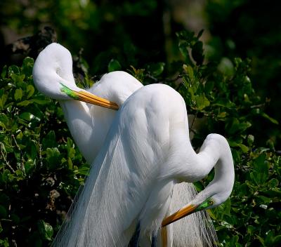 great egrets. preening curves
