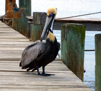 brown pelican. on the pier