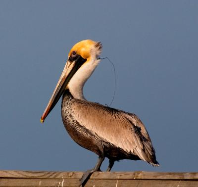 u42/jypsee/medium/27515555.pelicanfishhook1.jpg