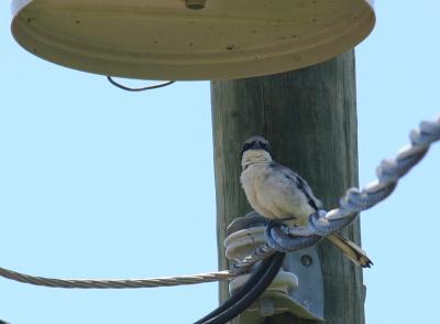 u42/jypsee/medium/27675807.loggerheadshrike.jpg