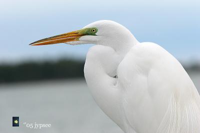 green lores. great egret