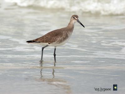 winter willet