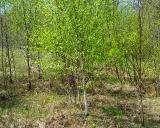 spring birch