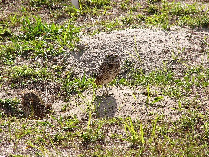 burrowing owl. guards the nest