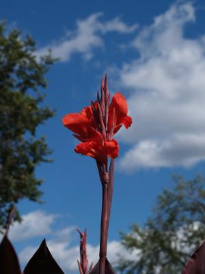 Cana Flower