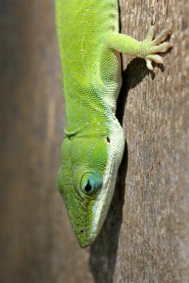 GeckoVerticalMacro.jpg