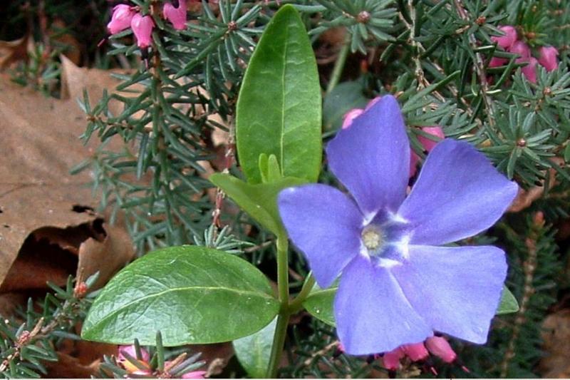 First flowers of spring (extract)