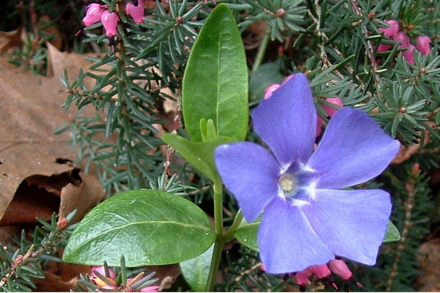 First flowers of spring (extract)