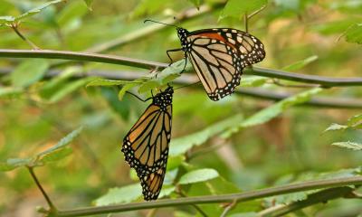 003_2 Monarch butterflies_8464`0501311138.JPG