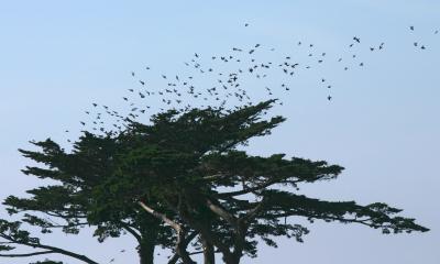 018_Many birds above tree_8557`0501311344.JPG