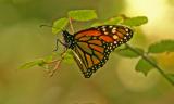 002_Monarch butterfly_8456`0501311132.JPG