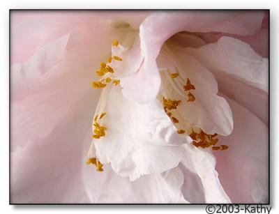 Camellia Closeup.jpg
