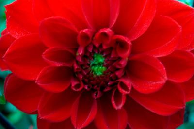040923 Dahlia