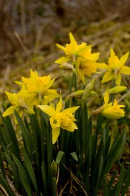 Spring Bouquet