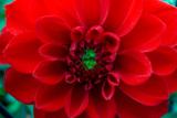 040923 Dahlia