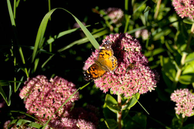040905 Butterfly And Bee
