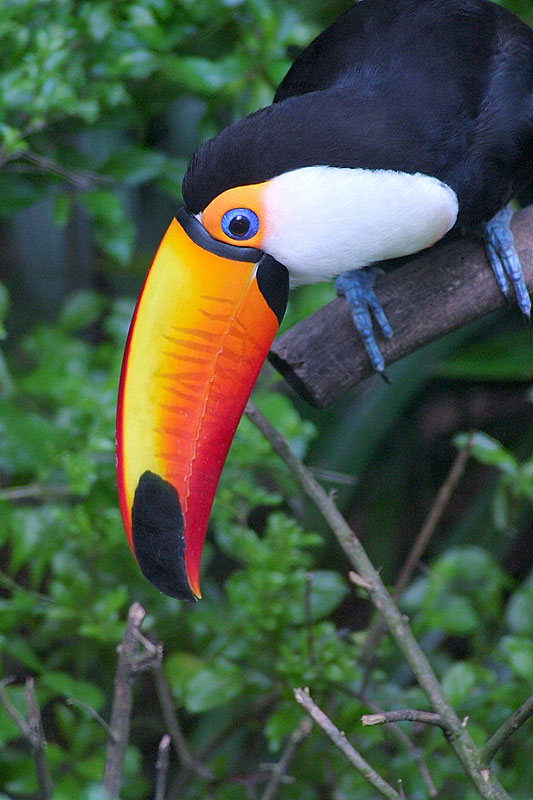 Birds Of The KL Bird Park