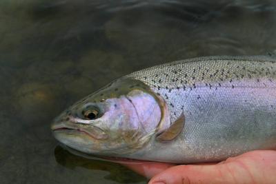 Bow River