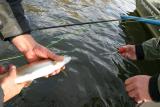 Bow River