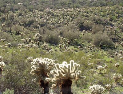 Jumpin Cactus