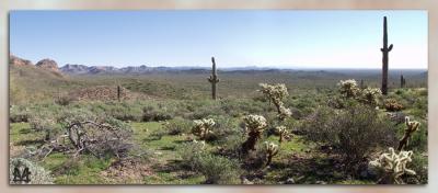 Saguaro Pano