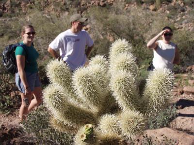 Cacti & Hikers