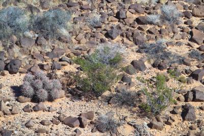 Desert Plants