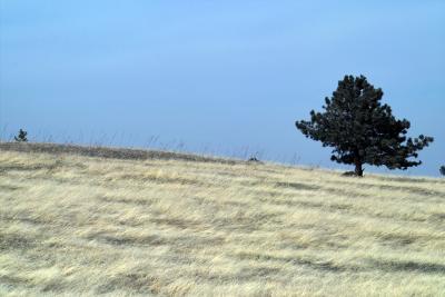 Meadow Tree
