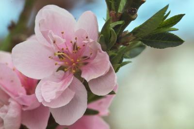 Flowering tree - closeup