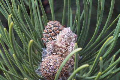 New pine cones