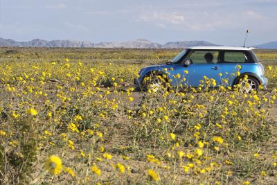 The MINI (and passenger) sit quietly while looking across a vast field of Desert Gold.