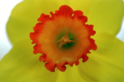 Flowers1