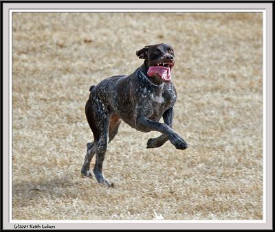 Dog Tongue Flapping - IMG_1866.jpg