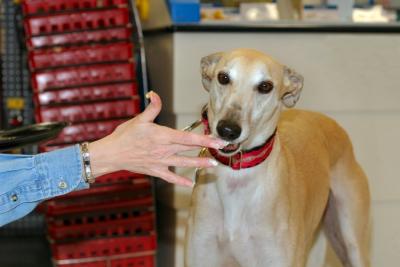 u42/kmayo/medium/40637533.NortheastPhillyPetco003.jpg