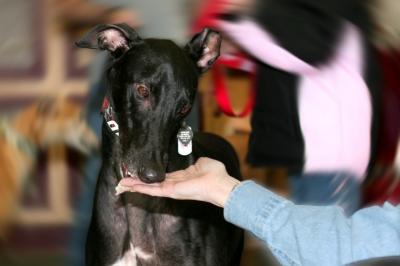 Northeast Philly Petco (February 26, 2005)