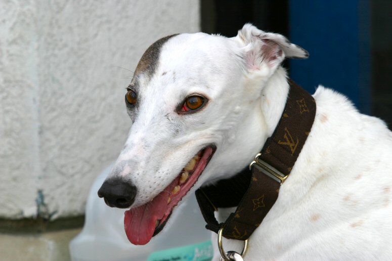 Cassidy - 005.jpg