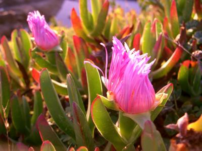 ice plant - san mateo coast