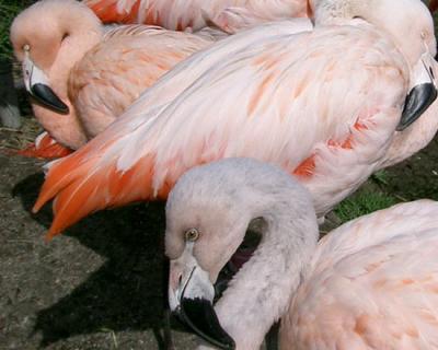flamingoes - sf zoo