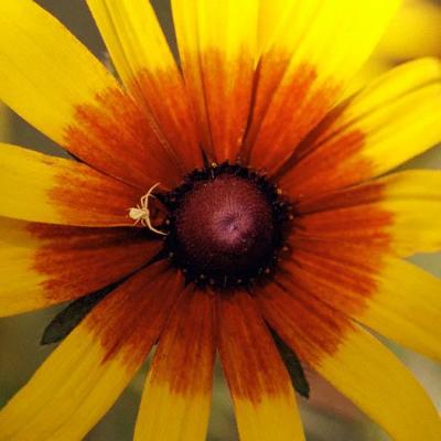 u42/kramerda/medium/27286474.crabspider.jpg