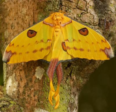 u42/kramerda/medium/27291573.yellowmoth.jpg