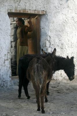 Young girl and the livestock